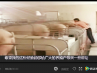 母豬產(chǎn)后怎樣護(hù)理飼喂品質(zhì)高？