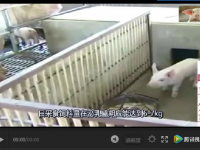 夏天到了，如何建設(shè)豬舍和豬場(chǎng)消毒？