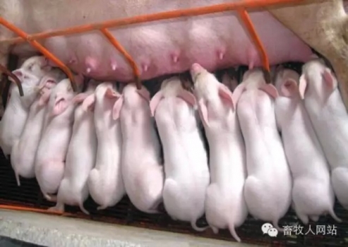 仔豬斷奶后第1周應(yīng)該吃多少？一個具有高度爭議的話題，您怎么看？