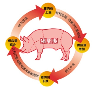 2015年中國(guó)豬價(jià)或迎來(lái)史上最長(zhǎng)調(diào)整期