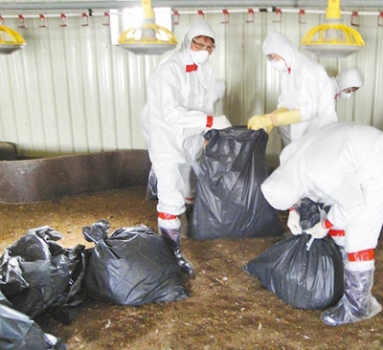 又檢出H5N2！臺灣撲殺4萬4千肉雞