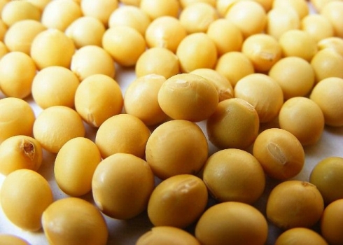 大豆產(chǎn)業(yè)協(xié)會副會長劉登高：中國大豆或再減產(chǎn)15%