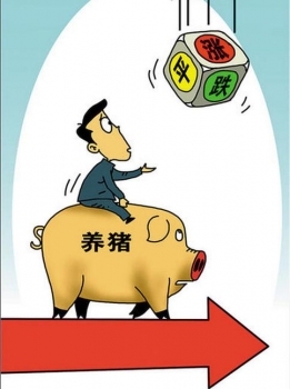 豬價(jià)漲 飼料原料價(jià)跌 養(yǎng)豬還能不賺？！