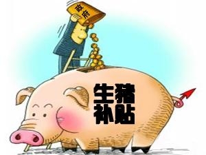 一項(xiàng)生豬補(bǔ)貼令廣東8縣畜牧局長紛紛落馬