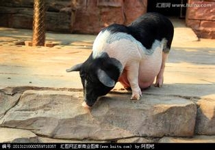 影響母豬產(chǎn)程因素的研究進(jìn)展