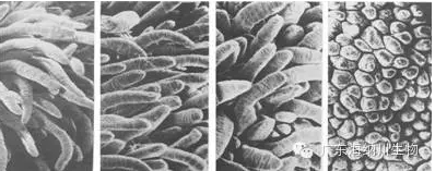 【試驗(yàn)】生物飼料，解決斷奶期腹瀉、生長(zhǎng)停滯新方法