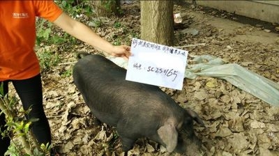 阿里農(nóng)村淘寶預(yù)售“團年豬” 2499元認(rèn)購整豬