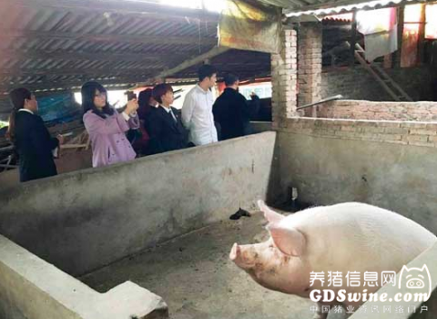 夫妻離婚分豬產(chǎn)分歧 承辦法官進豬圈數(shù)豬