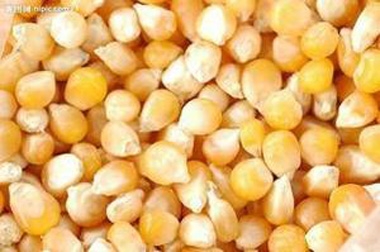 玉米價(jià)格要暴漲？到底真的假的？