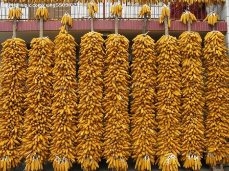 農(nóng)業(yè)部：玉米不會(huì)成為“第二個(gè)大豆”