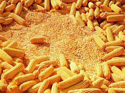 知道你的玉米為啥賣不出去嗎？看后恍然大悟！