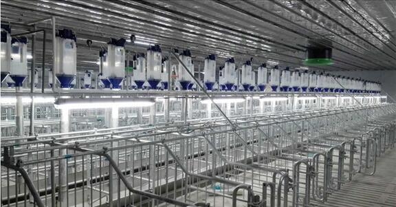 牛!僅需5個(gè)月建成5000頭母豬規(guī)模場(chǎng)究竟長(zhǎng)啥樣?快來圍觀