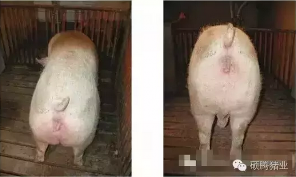 繁殖與育種 | 您不知道的母豬體況評分標(biāo)準(zhǔn)？！