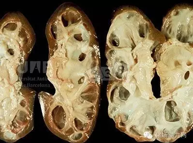 【技術(shù)】最新豬病診斷，配高清圖（一）