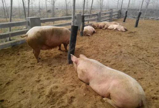 必修課|比較全面的母豬飼養(yǎng)管理制度（值得收藏）