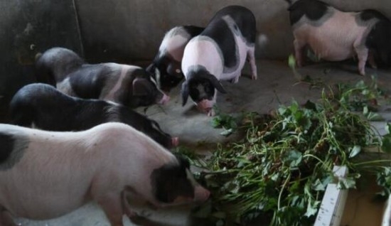 萬億養(yǎng)豬業(yè)爆發(fā)，中國養(yǎng)豬業(yè)水平到底如何