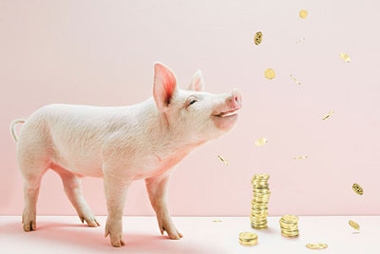 2017年養(yǎng)豬還能賺錢嗎