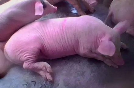 豬4類(lèi)常見(jiàn)疾病一針見(jiàn)血教你怎樣治療，只學(xué)會(huì)這，你可就厲害了！