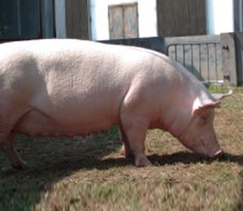 把母豬養(yǎng)好了，讓你的利潤(rùn)翻番不再是幻想