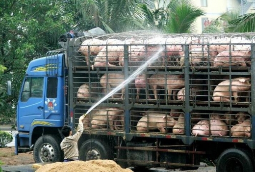 冬季長(zhǎng)途運(yùn)輸生豬方法正確，豬想生病都難!