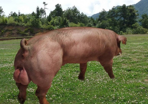 飼養(yǎng)方案對170-250公斤杜洛克公豬的增重、精液性能、性欲和跛腳的影響