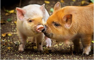 環(huán)境保護≠拆豬場，養(yǎng)豬≠污染！