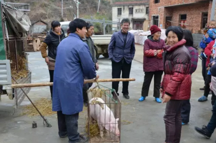 “千元仔豬”重出江湖，你敢補(bǔ)欄嗎？