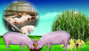 倒春寒來襲 玉米購銷放緩 豬價短期利好