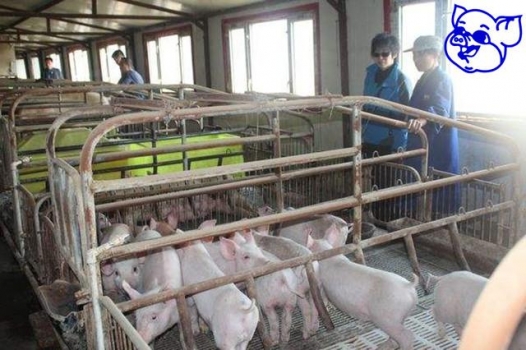 叫停家庭養(yǎng)豬？未來農村散養(yǎng)戶該怎么辦？