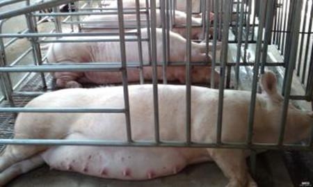 能繁母豬存欄量低下 規(guī)模豬場開啟母豬存量戰(zhàn)略