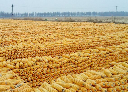 玉米價格跌勢放緩！豆粕價格又跌了！