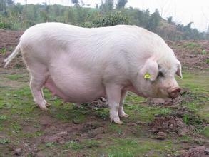 哺乳母豬成功飼養(yǎng)的關(guān)鍵