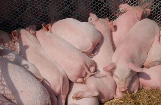 肥豬價跌苗豬價再漲1.2%，這組數(shù)據(jù)能否說明為何豬友敢補欄？