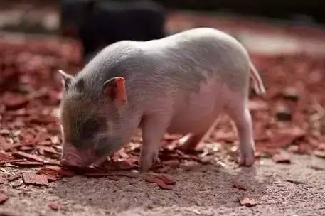 養(yǎng)戶出欄無(wú)恐慌 豬價(jià)或有所反彈