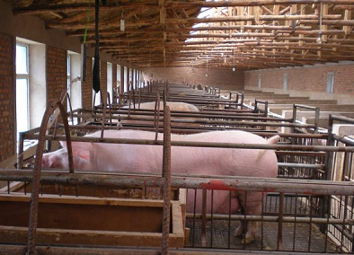 自繁自養(yǎng)有福利，400元人民幣一頭母豬用三年