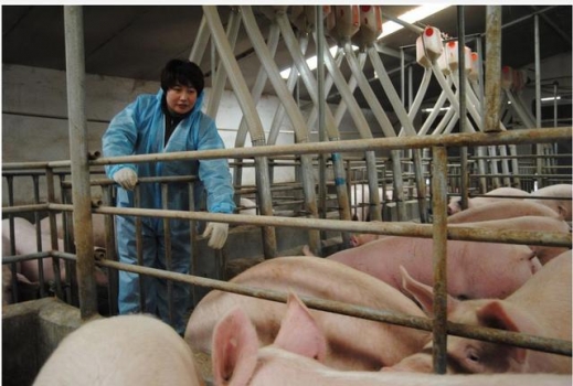 取締小養(yǎng)豬戶？已成事實(shí)，欲引進(jìn)超級(jí)豬，打破暴利豬藥市場(chǎng)