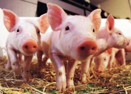 豬飼料的消化與吸收