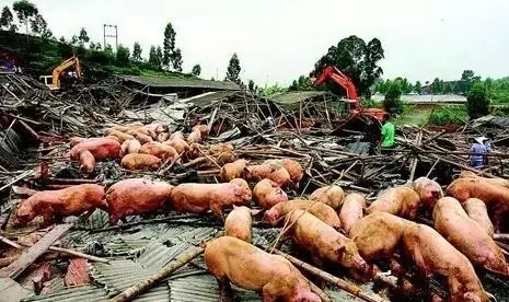 剩余豬場全部拆除！全國多地全面啟動(dòng)禁養(yǎng)區(qū)清除行動(dòng)