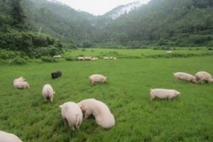 “南豬北上”趨勢已定 內(nèi)蒙古發(fā)聲“因地制宜”