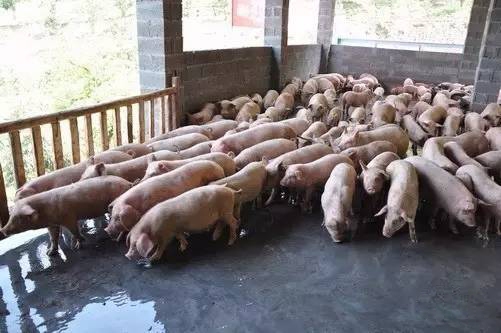 2017生豬禁養(yǎng)大勢已至，養(yǎng)殖戶已成必輸賭徒？