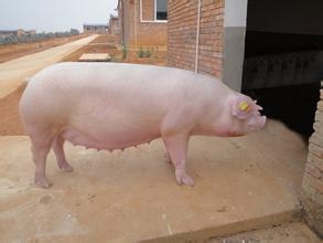 后備母豬保育期飼養(yǎng)密度對其生長性能、生理機能和血液指標的影響