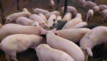 兩會(huì)代表：建議國家加大對生豬養(yǎng)殖污染防治補(bǔ)助力度