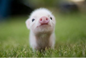 千萬豬場被清退，進(jìn)口肉卻來補(bǔ)缺！2017養(yǎng)殖戶該何去何從？