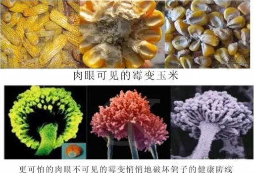 全國(guó)20省市飼料原料霉菌毒素污染狀況報(bào)告分析