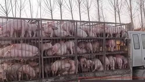 2017你適合養(yǎng)豬嗎，能賺錢嗎？看了這6件事就全明白了！