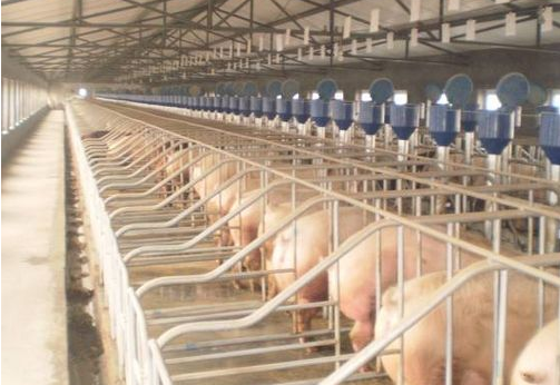 2017環(huán)保高壓政策要繼續(xù) 養(yǎng)殖大戶迎來春天