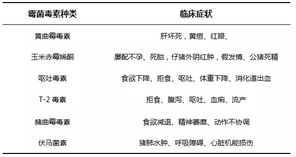 脫霉劑能解毒？先看豬有沒有這些改變
