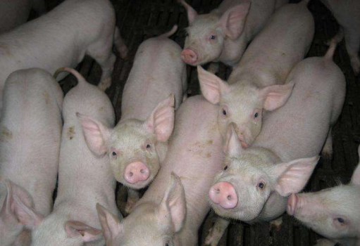 生豬存欄數(shù)量減少 要掙錢必須降成本