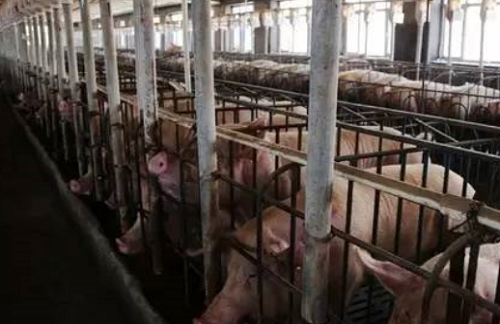 不要以當(dāng)前豬價高低來判斷補欄母豬的風(fēng)險大小