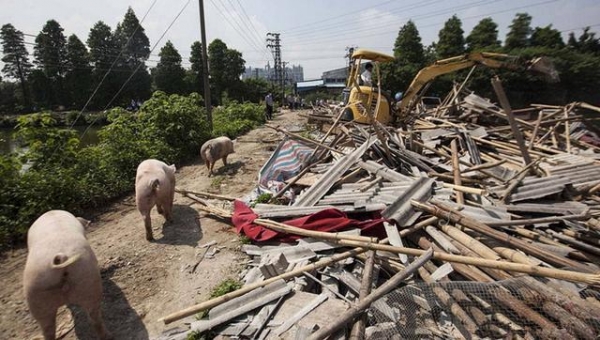 2017年最新養(yǎng)殖補貼項目，符合這四項的養(yǎng)殖戶趕緊行動吧